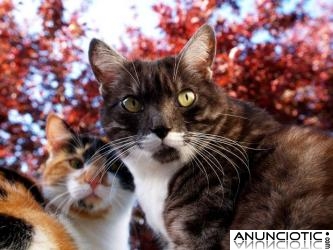 Unikorns-p&aacute;gina web de animales y mascotas