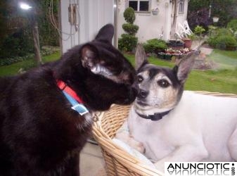 Unikorns-p&aacute;gina web de animales y mascotas