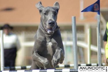 Unikorns-p&aacute;gina web de animales y mascotas