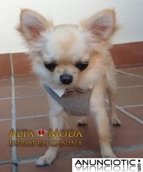 Ropa para Perros Chihuahua y razas peque&Atilde;&plusmn;as