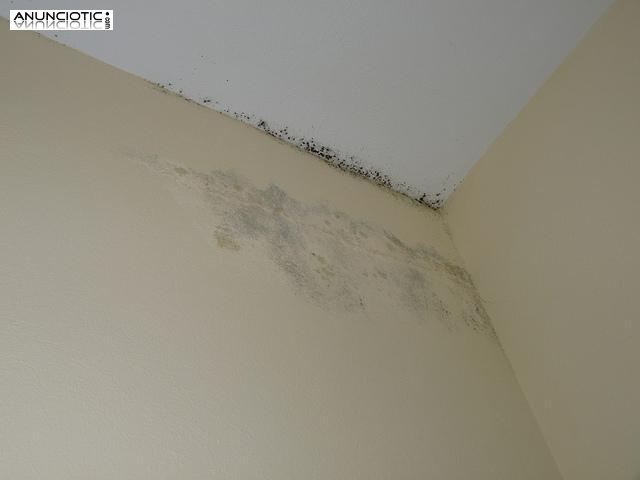 Eliminamos Efcazmente  moho y hongos de paredes, techos,ba&ntilde;o 