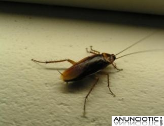 Limpieza de plagas en Barcelona, Control Mosquito