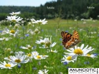 Consulta de Psicolog&iacute;a (Pla&ccedil;a Universitat)