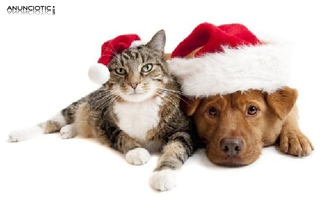 Caja de regalos para perros especial navidad