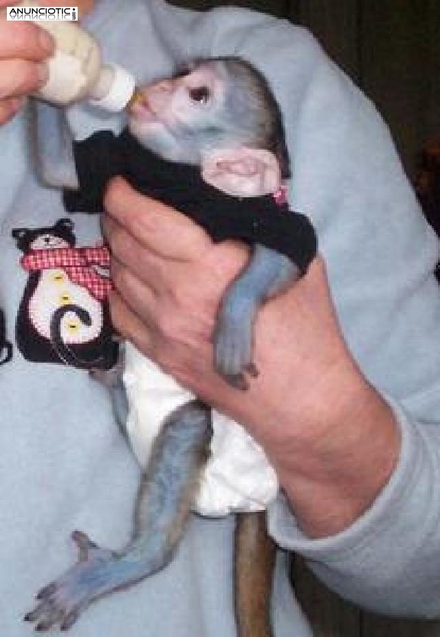 Monos capuchinos lindos del beb&eacute; para la adopci&oacute;n   