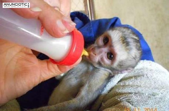 Monos capuchinos lindos del beb&eacute; para la adopci&oacute;n   