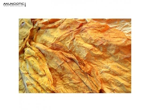 Tabaco en Hojas enteras Lemon/Medium gold desde 10�/kg