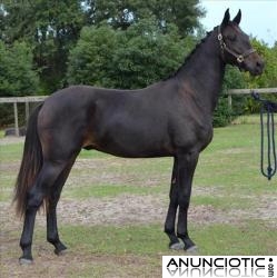 Caballo semental Frison marr&oacute;n para la venta