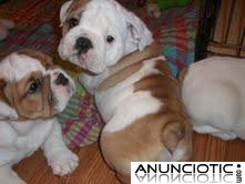 Bulldog Ingl&eacute;s cachorros gratis