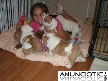 Bulldog Ingl&eacute;s cachorros gratis