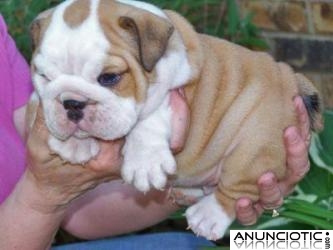 Bulldog Ingl&eacute;s cachorros gratis
