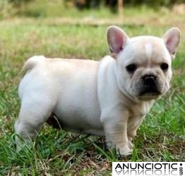Gratis cachorros de bulldog franc&eacute;s