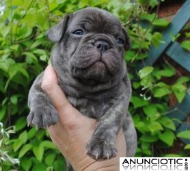 Gratis cachorros de bulldog franc&eacute;s