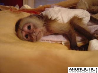 Adorable bebé capuchinos y monos tití
