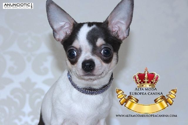 Collares exclusivos para perros peque&ntilde;os