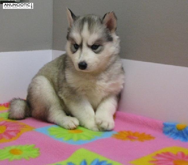 Linda Siiyberian Husky cachorros para su aprobaci&oacute;n