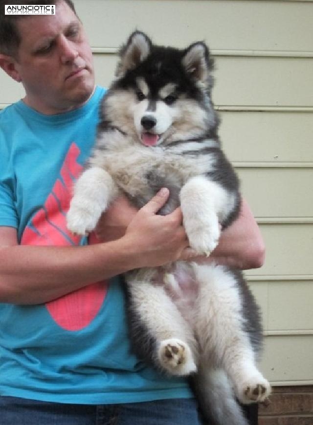 Linda Siiyberian Husky cachorros para su aprobaci&oacute;n