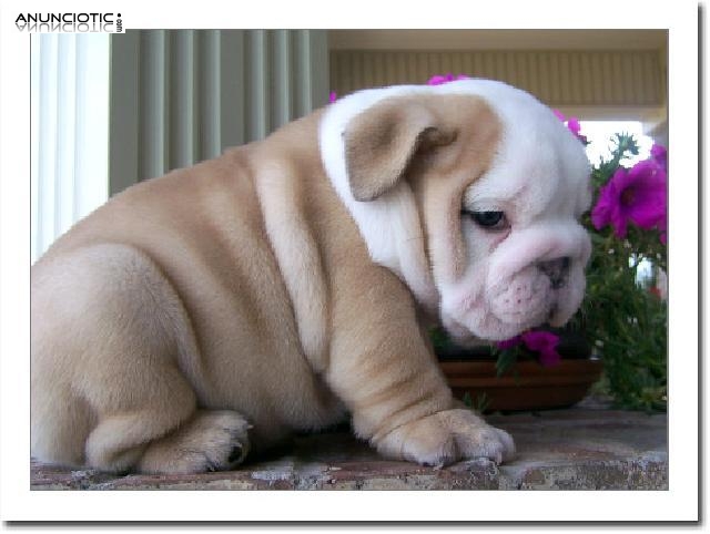 Encantadora Bulldog Ingl&eacute;s cachorros