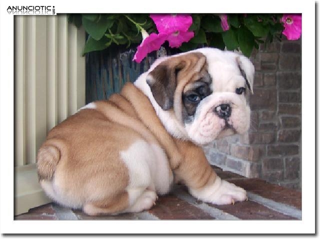 Encantadora Bulldog Ingl&eacute;s cachorros