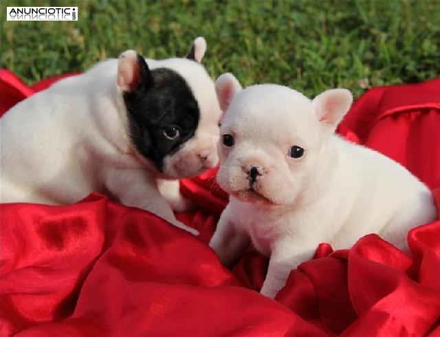 Regalo Bulldog Franc&eacute;s pura raza