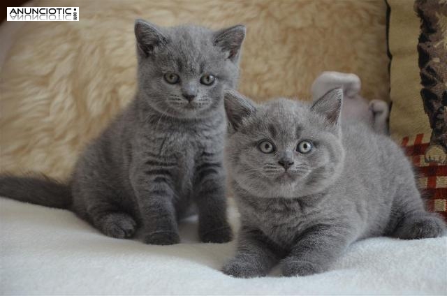 Regalo brit&aacute;nica azules machos Pedigree Registrados  disponibles, gatito br