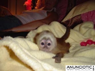 beb&eacute; monos capuchino para venta.