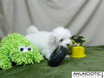 REGALO MALT&Eacute;S TOY DISPONIBLE PARA SU APROBACI&Oacute;N