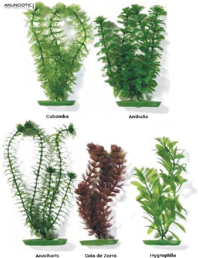 Plantas de Pl&aacute;stico decorativas MARINA Presentaci&oacute;n Ambulia
