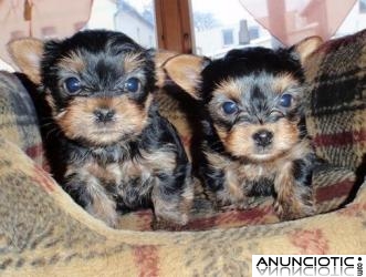 lindos hermosos cachorros yorkshire para su aprobaci&oacute;n.