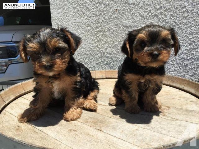 2 Taza de t&eacute; yorkie cachorros disponibles Yorkie Princess. &iexcl;