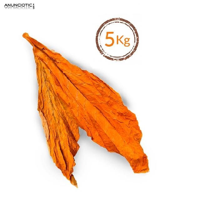 Gold Lemon/Medium/Burley desde12� kg 633438735