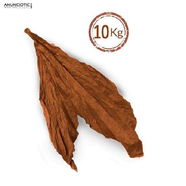 Gold Lemon/Medium/Burley desde12� kg 633438735