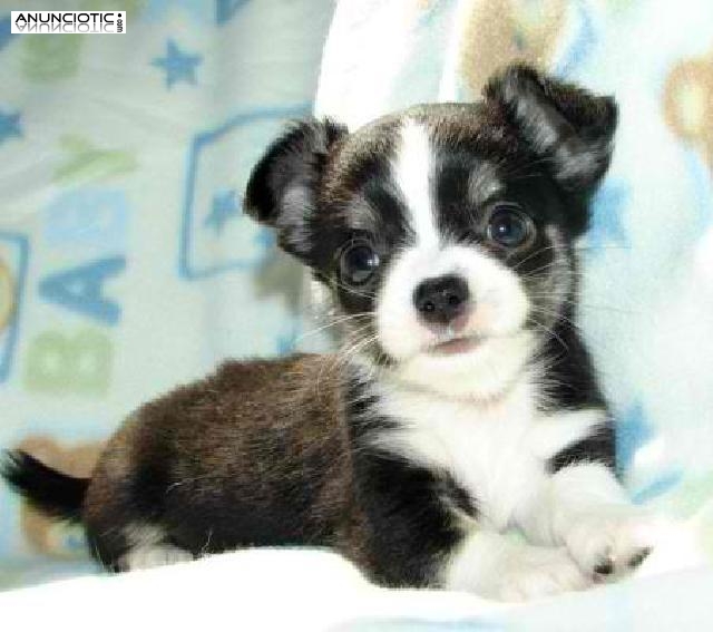  Registrados Chihuahua cachorros  con pedigr&iacute;es