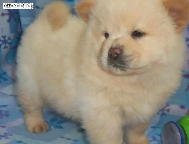 Precioso chow chow beb&eacute; para el nuevo hogar