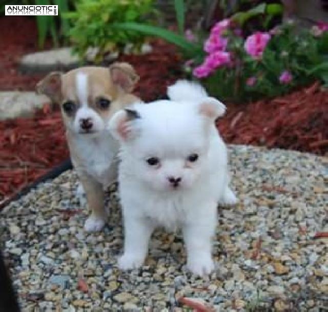 Preciosos Cachorros De Chihuahua