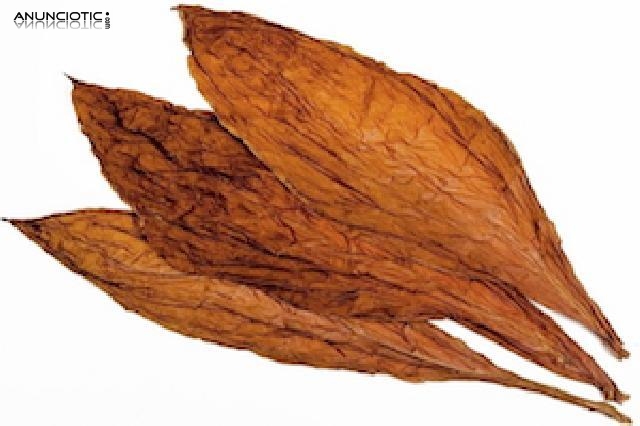 Hoja Natural de tabaco desde 12� kg 633438735