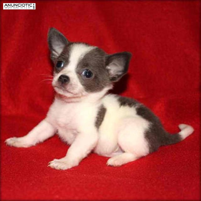 Registrados Chihuahua cachorros  con pedigr&iacute;es