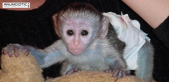 Monos capuchinos para la adopción