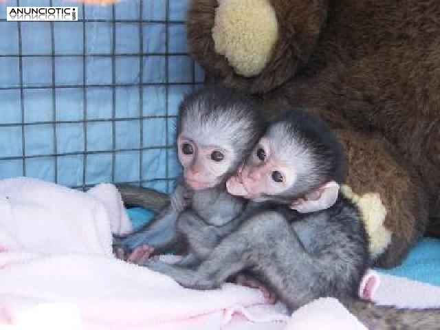 Monos capuchinos para la adopci&oacute;n