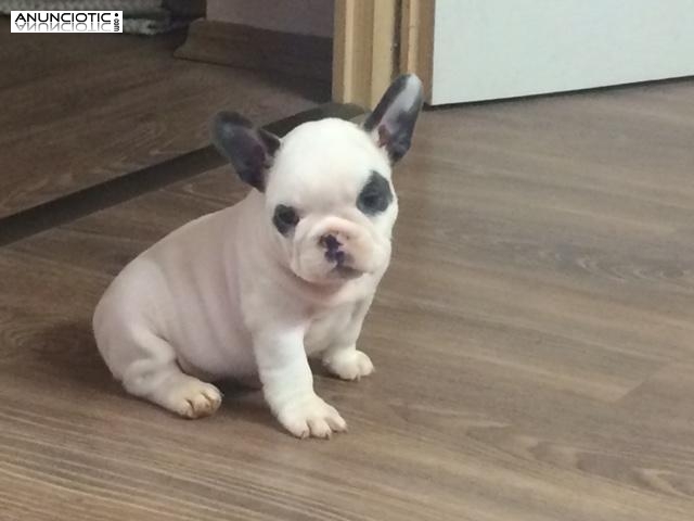 Registrado los bulldogs ingl&eacute;s sigue buscando para el hogar eterno