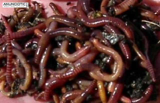 Rojas californianas Econ&oacute;micas