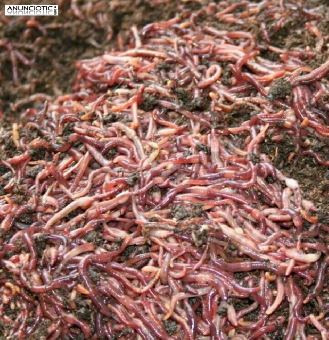 Rojas californianas Econ&oacute;micas