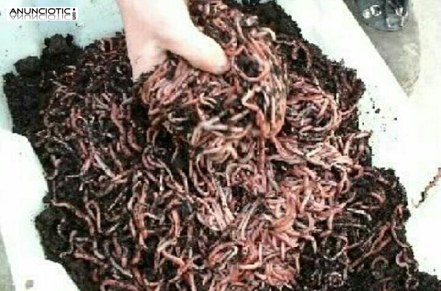 Rojas californianas Econ&oacute;micas