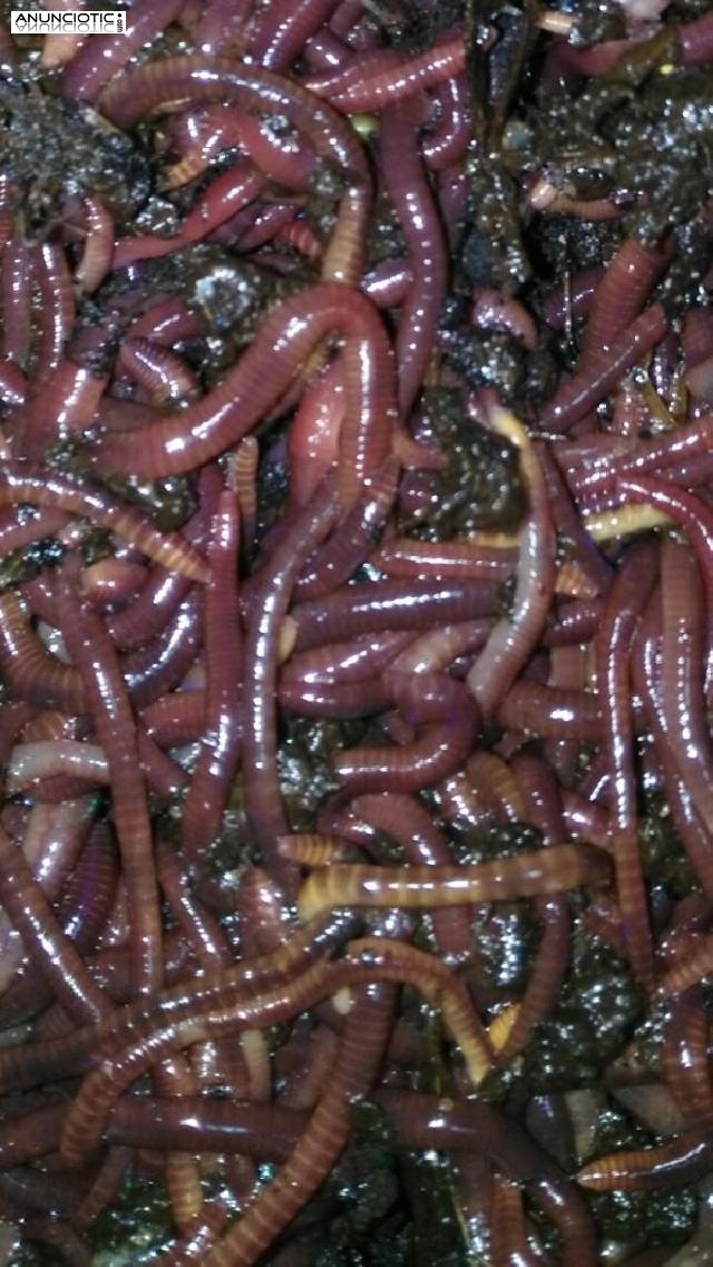 Rojas californianas Econ&oacute;micas