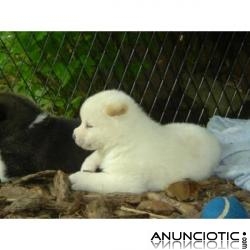  REGALO AKITA INU CACHORROS PARA ADOPCI&Oacute;N