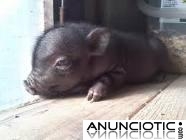 vendo cerditos vietnamitas 35�