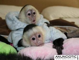 Bebés monos capuchinos para su aprobación
