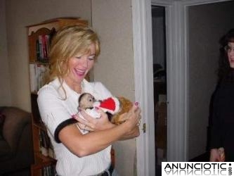 Beb&eacute;s monos capuchinos para su aprobaci&oacute;n