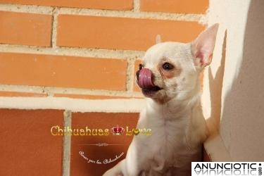 Chihuahuas, de criador