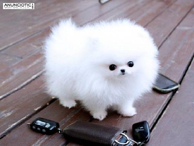 Taza de t&eacute; cachorros Pomeranian ahora listos para hogares navidad 